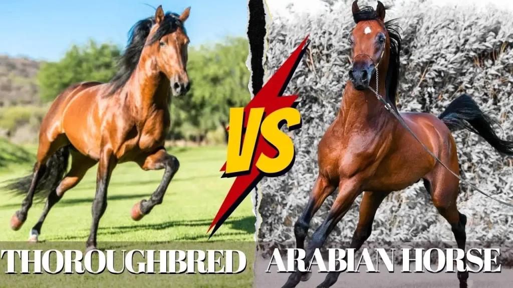 Thoroughbred vs Arabian